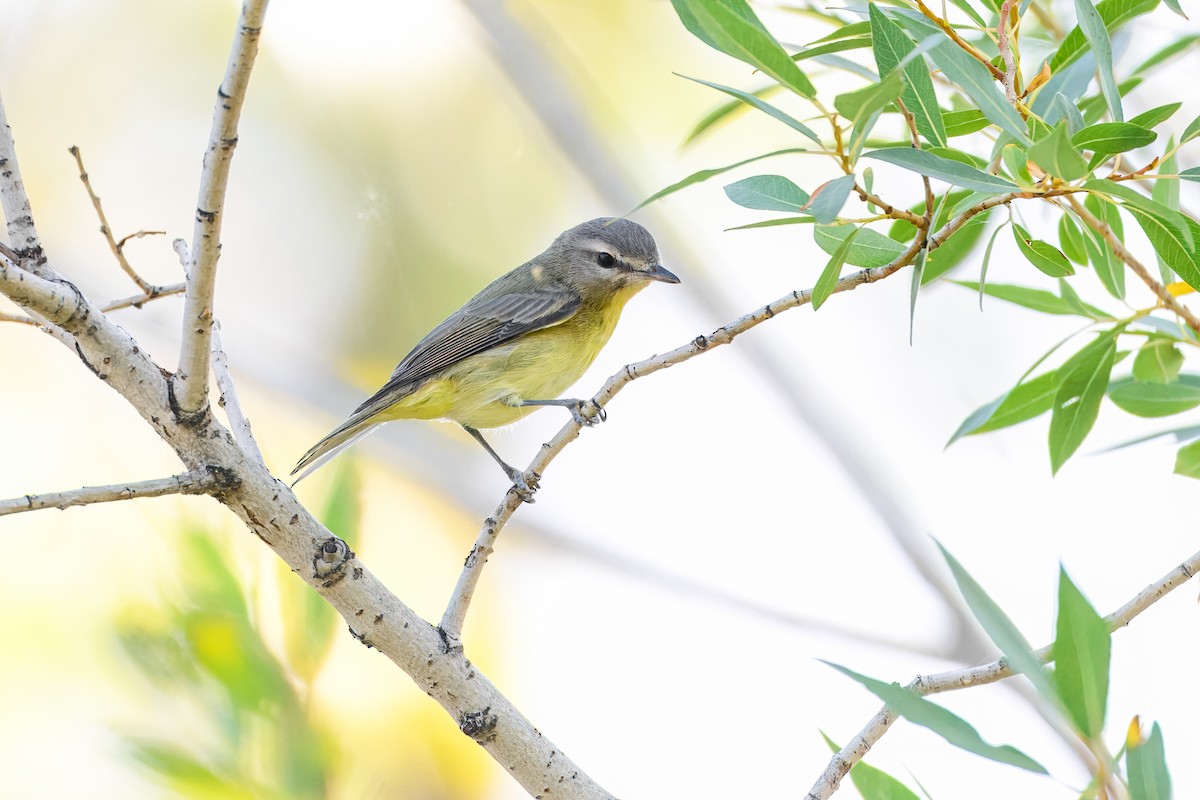 Philadelphia Vireo - ML647760083