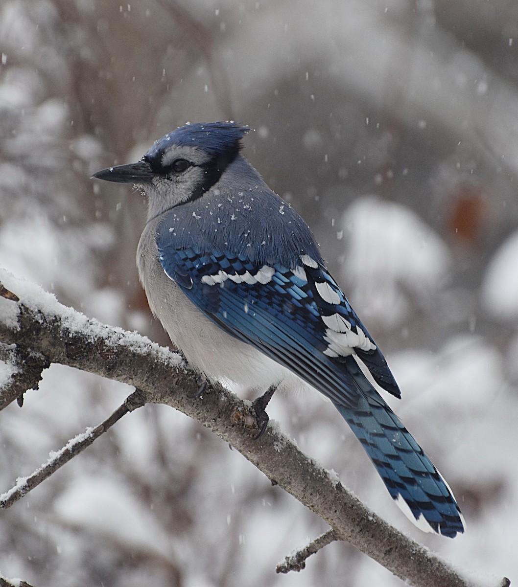 Blue Jay - ML647760107
