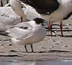 燕鷗 - ML647760175