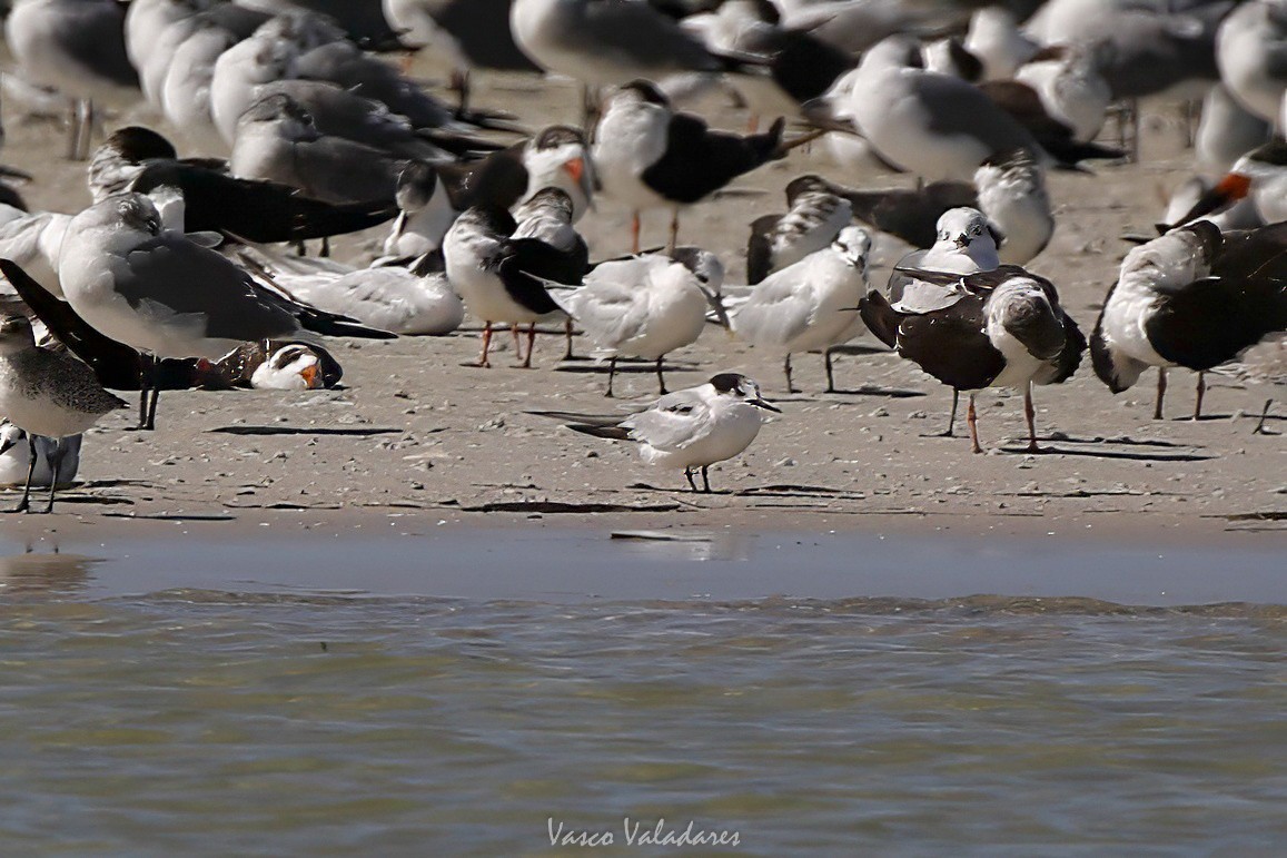 燕鷗 - ML647760240