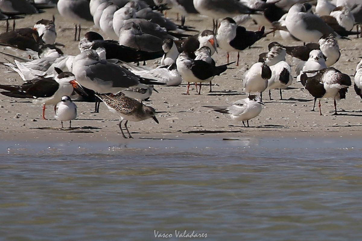 燕鷗 - ML647760241