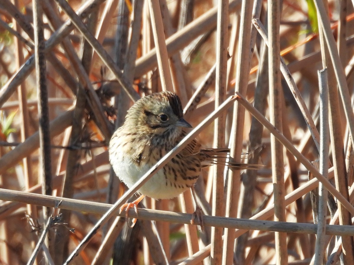 strnadec pruhohlavý - ML647760249