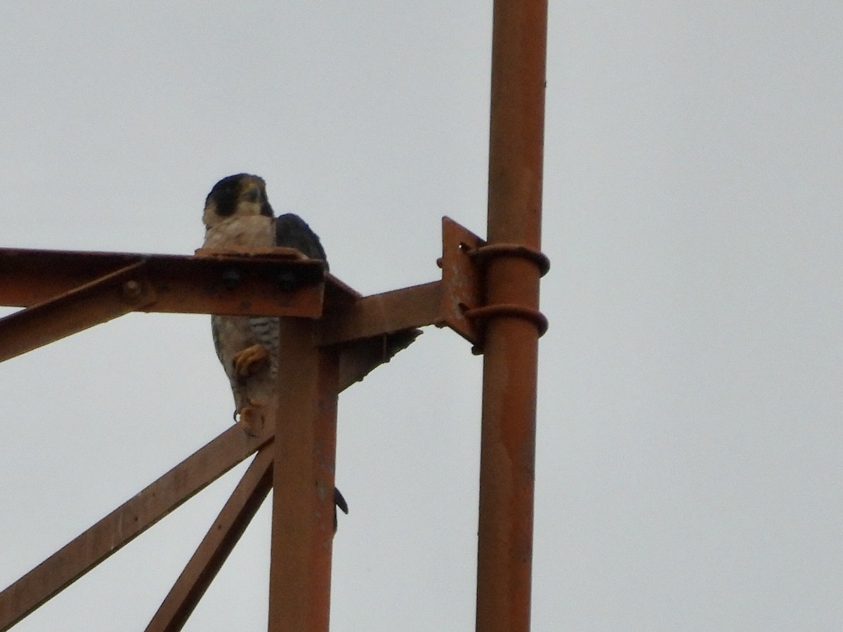 Gökdoğan - ML647760253