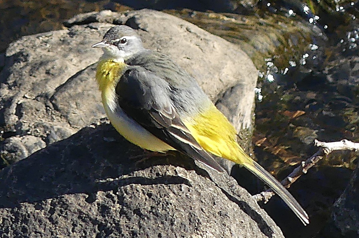 Dağ Kuyruksallayanı - ML647760256