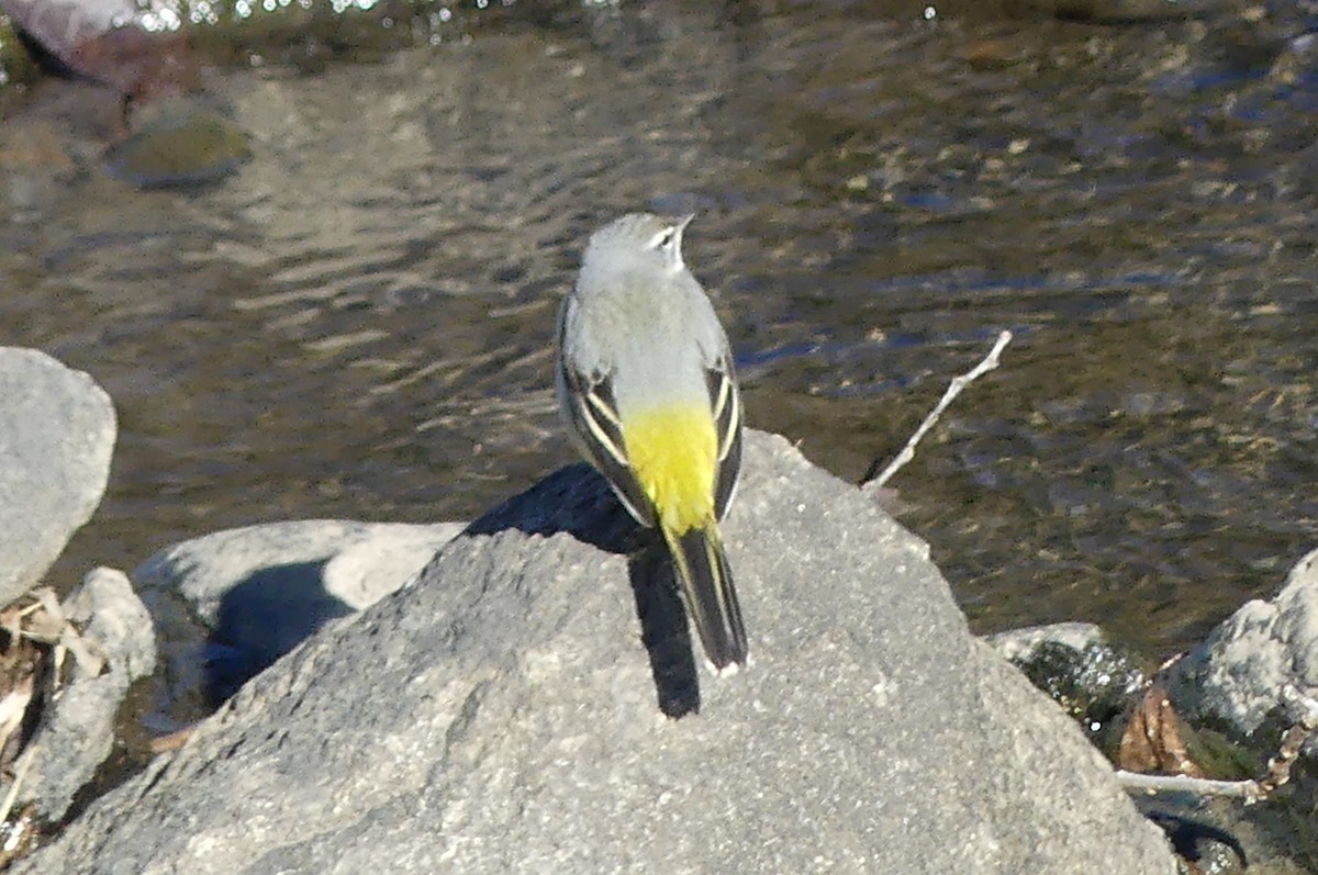 Dağ Kuyruksallayanı - ML647760258