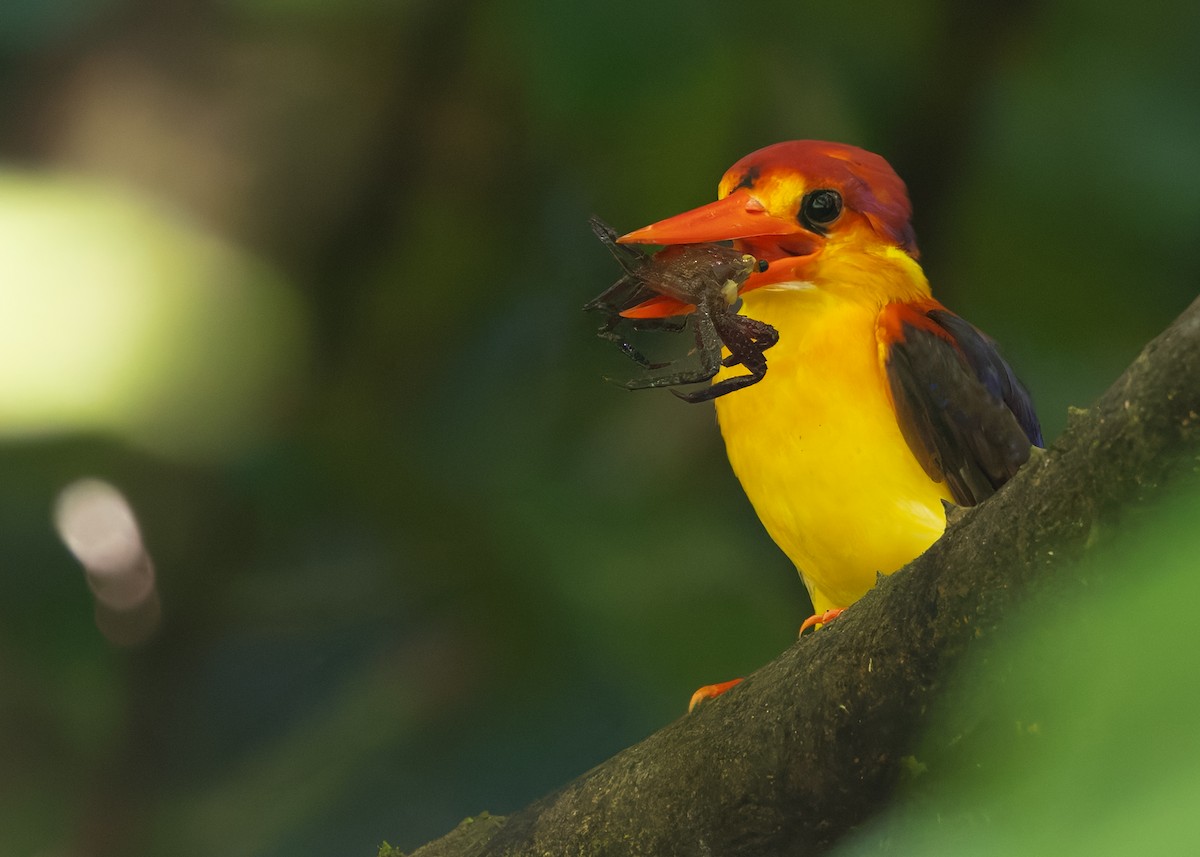 Kızılca Küçük Yalıçapkını - ML647760259