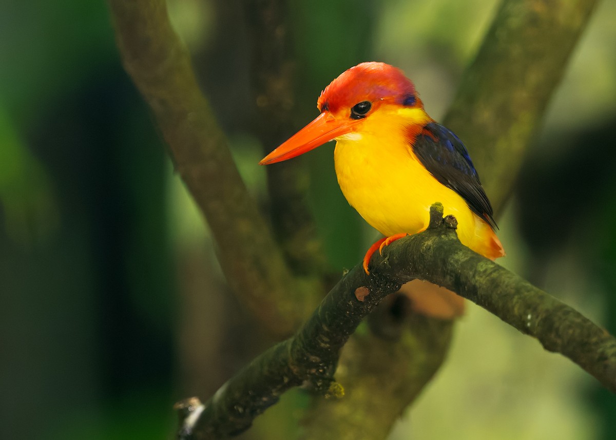 Kızılca Küçük Yalıçapkını - ML647760260