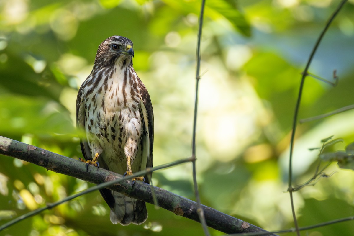 Geniş Kanatlı Şahin - ML647760262