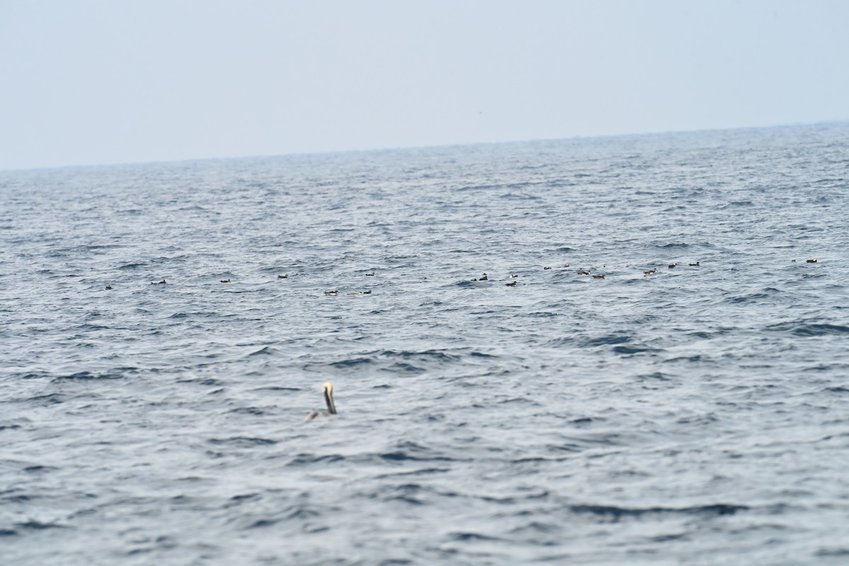 Kaliforniya Yelkovanı - ML647760263