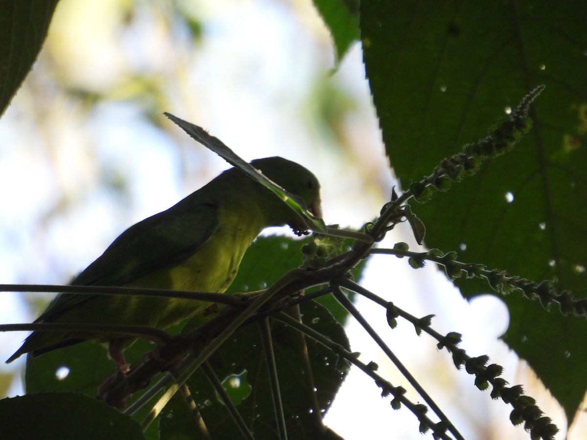 Gözlüklü Serçe Papağanı - ML647760266