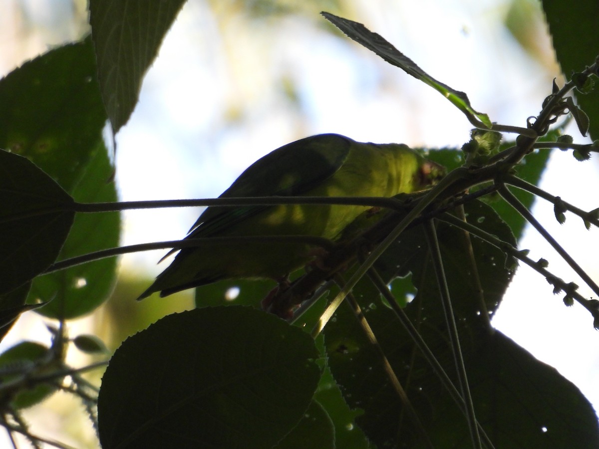 Gözlüklü Serçe Papağanı - ML647760267