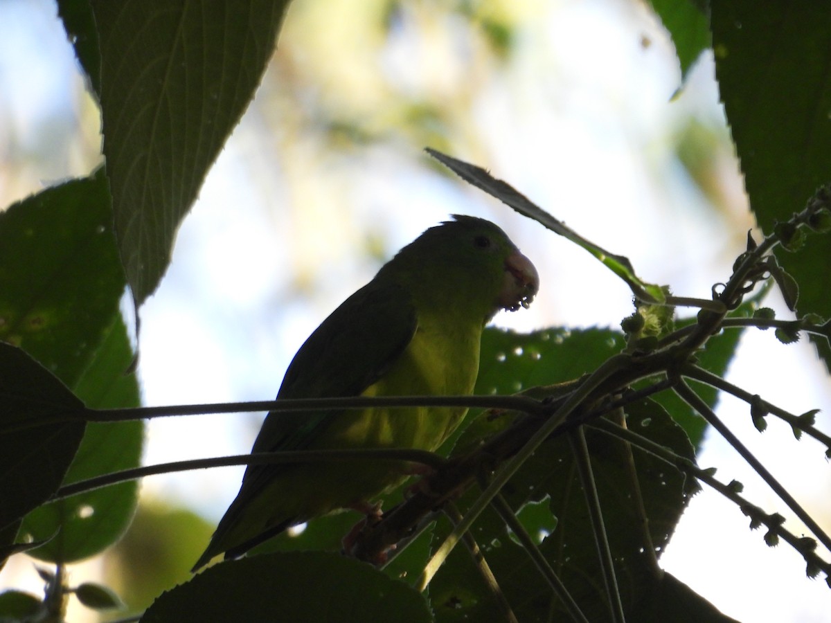 Gözlüklü Serçe Papağanı - ML647760268