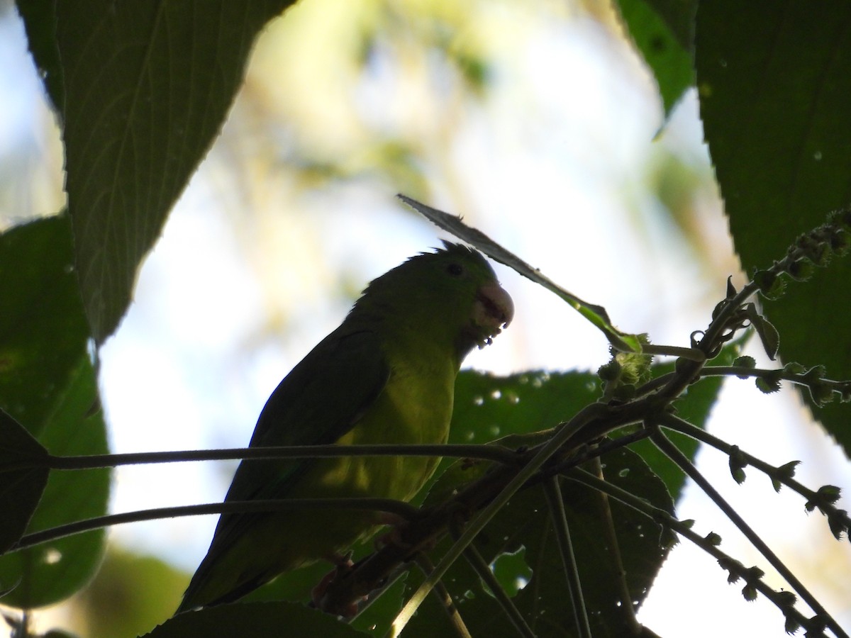 Gözlüklü Serçe Papağanı - ML647760269