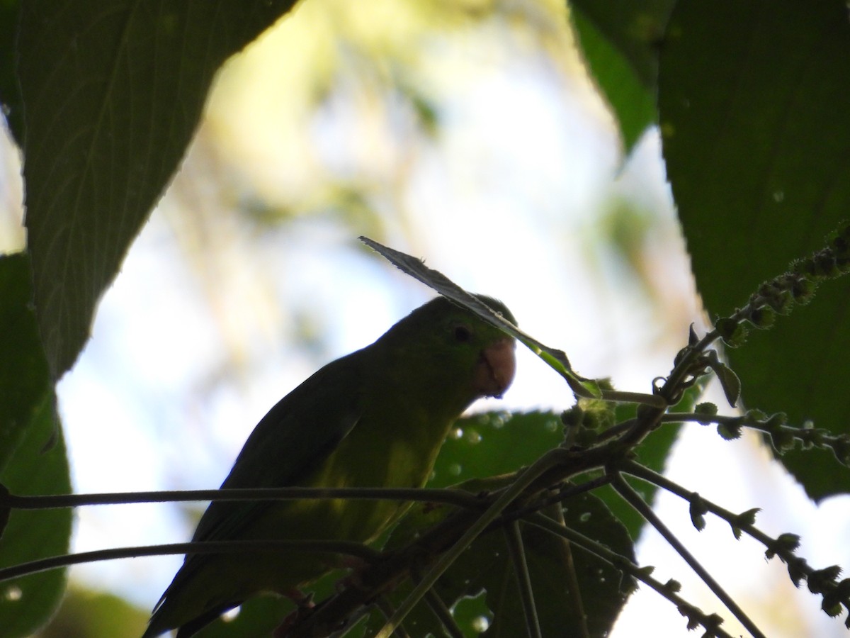 Gözlüklü Serçe Papağanı - ML647760270