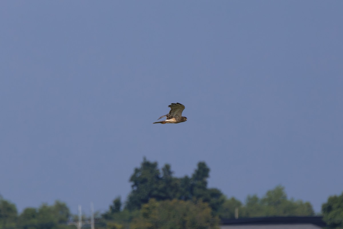 Alaca Delice - ML647760273