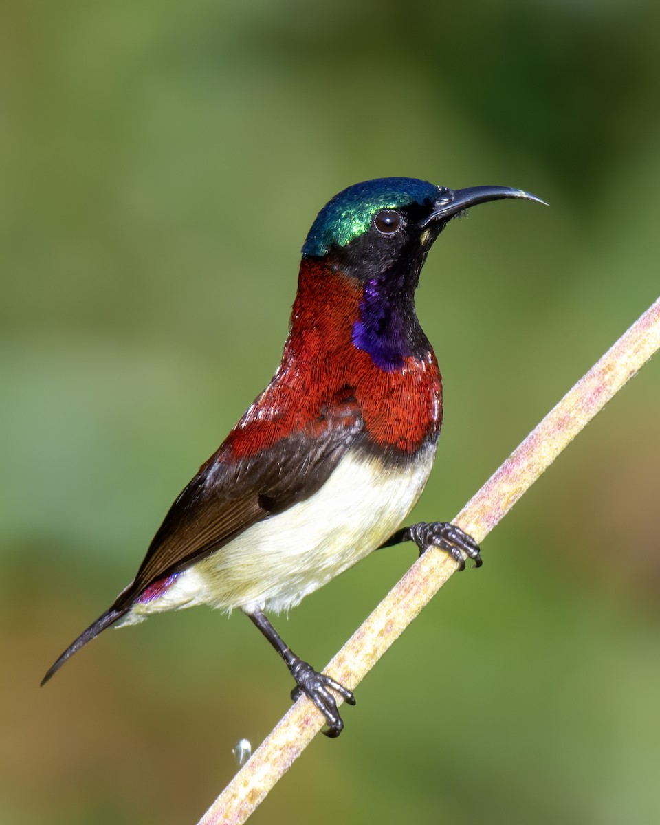 Al Sırtlı Nektarkuşu - ML647760275