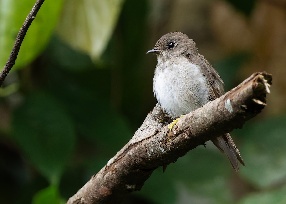 Sibirya Sinekkapanı (sibirica) - ML647760278