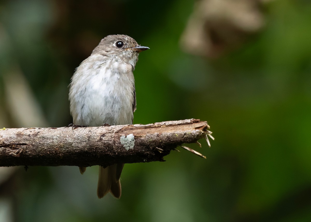 Sibirya Sinekkapanı (sibirica) - ML647760280