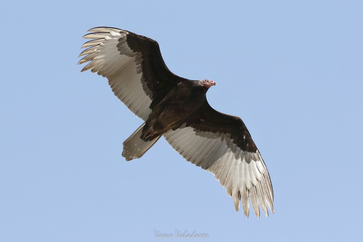 Hindi Akbabası - ML647760283