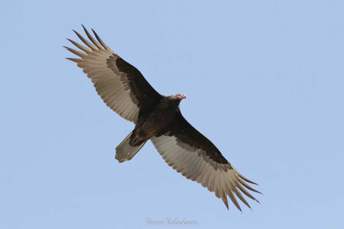 Hindi Akbabası - ML647760284