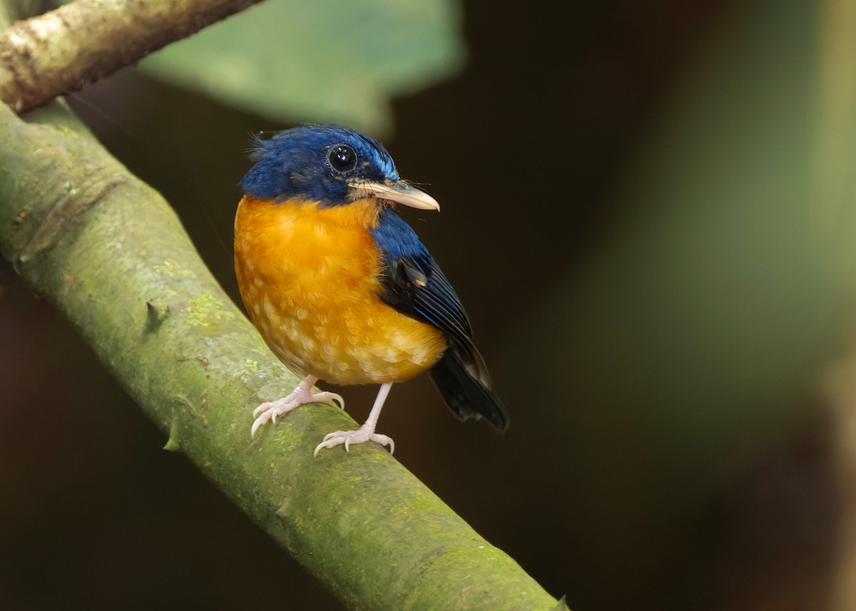 Sunda Mavi Sinekkapanı - ML647760286