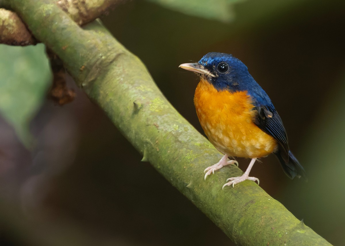 Sunda Mavi Sinekkapanı - ML647760287