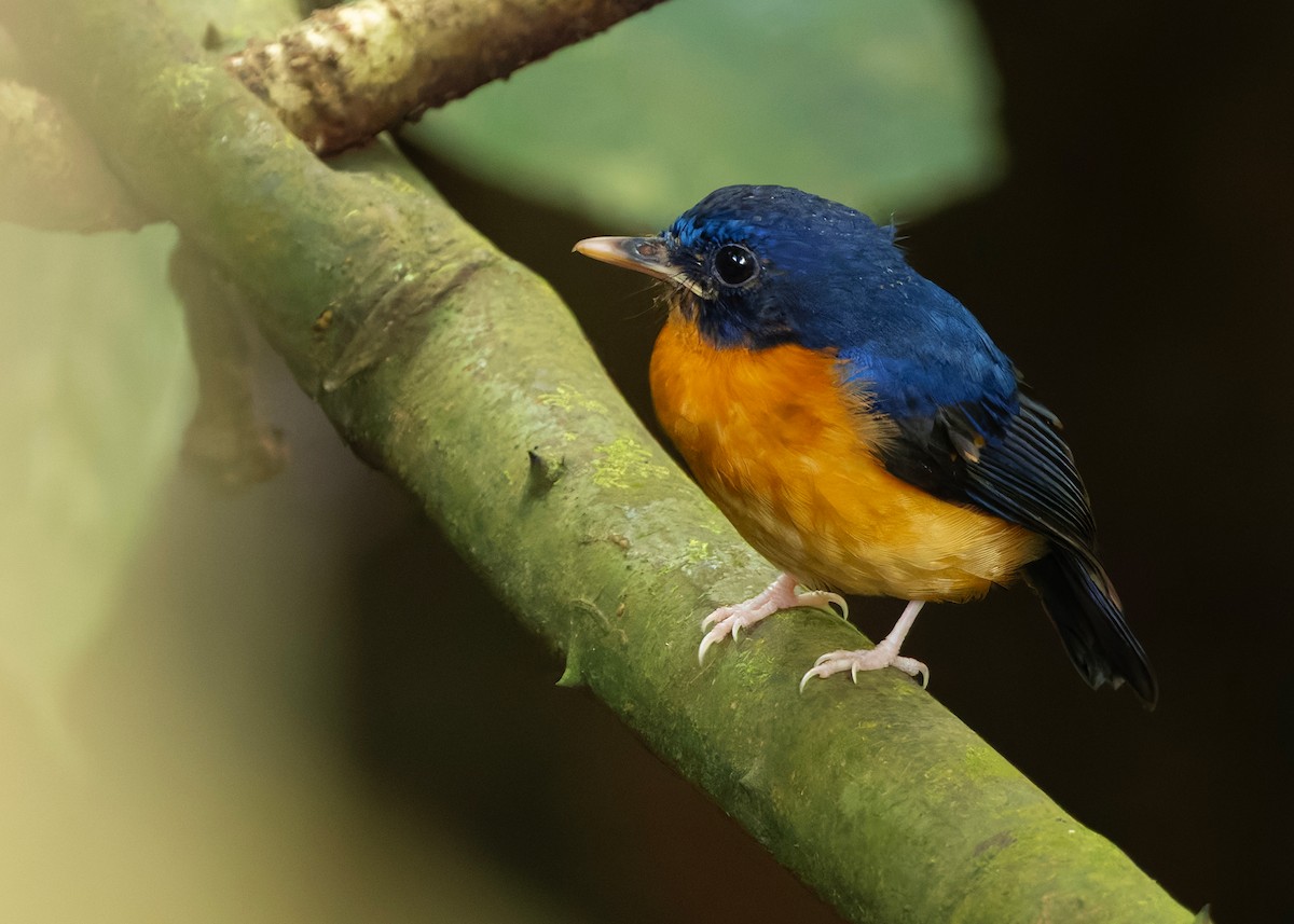 Sunda Mavi Sinekkapanı - ML647760288