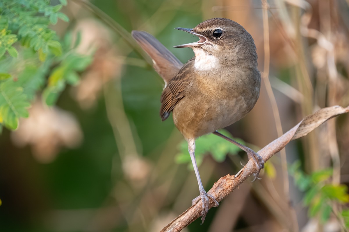 Sibirya Yakut Gerdanlı Bülbülü - ML647760289