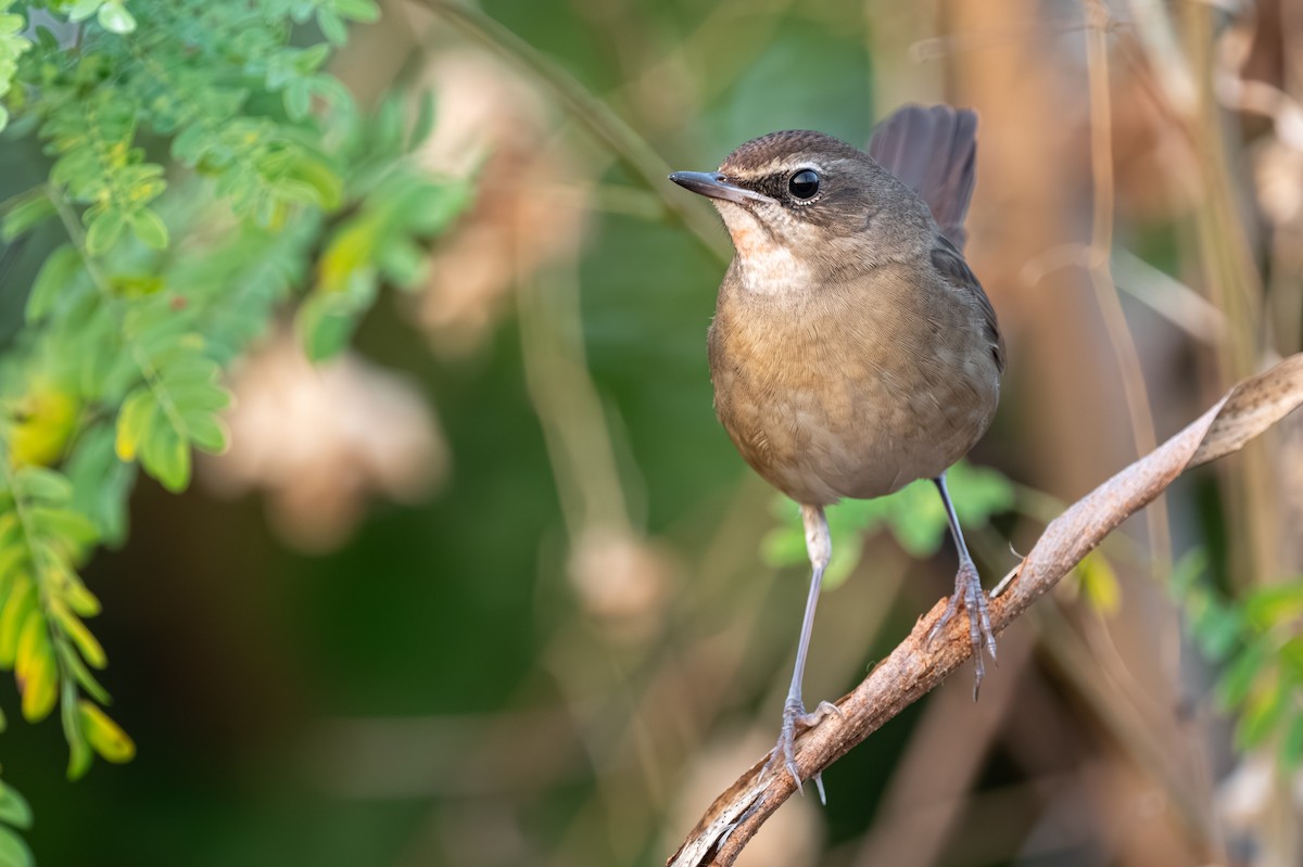 Sibirya Yakut Gerdanlı Bülbülü - ML647760291