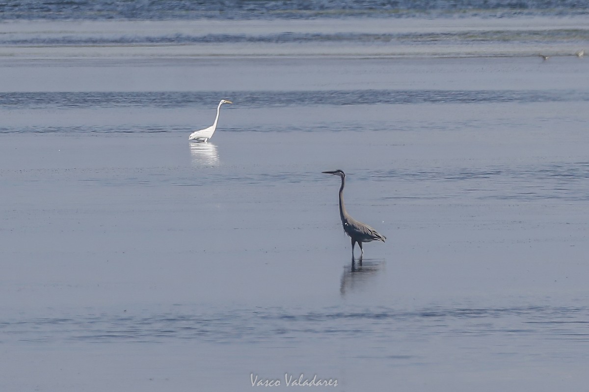 Mavi Balıkçıl - ML647760295