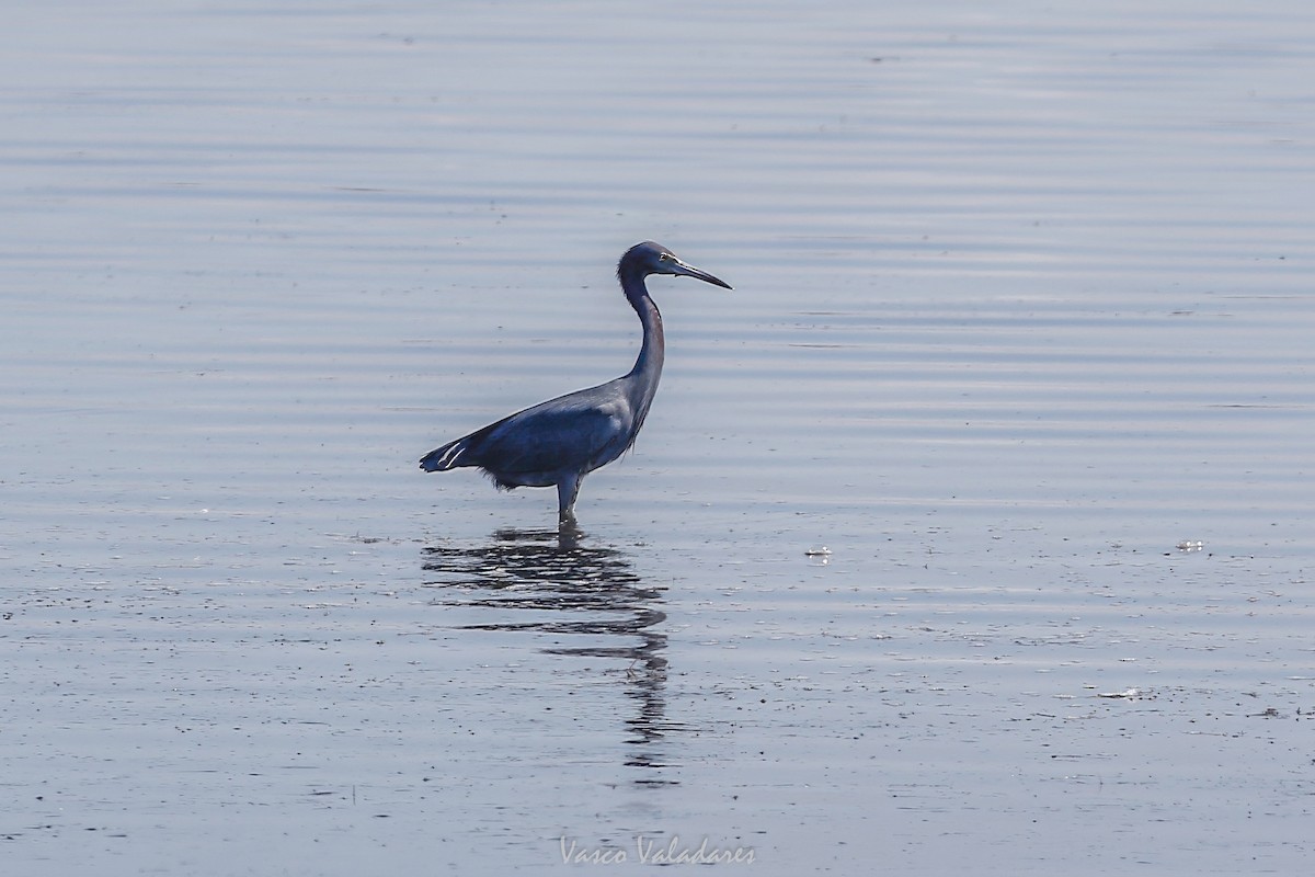 Mavi Balıkçıl - ML647760296