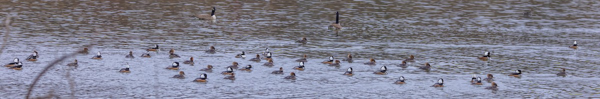 Başlıklı Tarakdiş - ML647760297