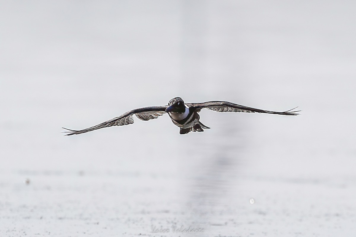Belted Kingfisher - ML647760336