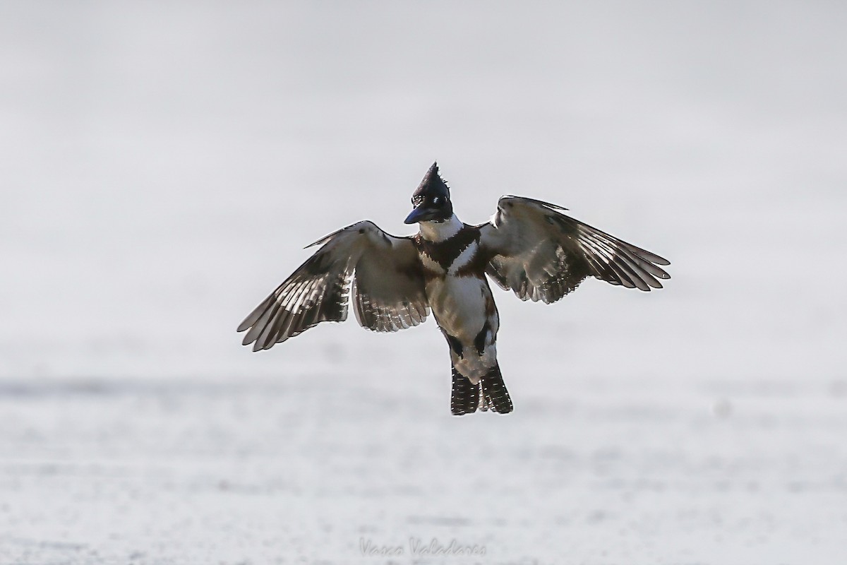 Belted Kingfisher - ML647760337