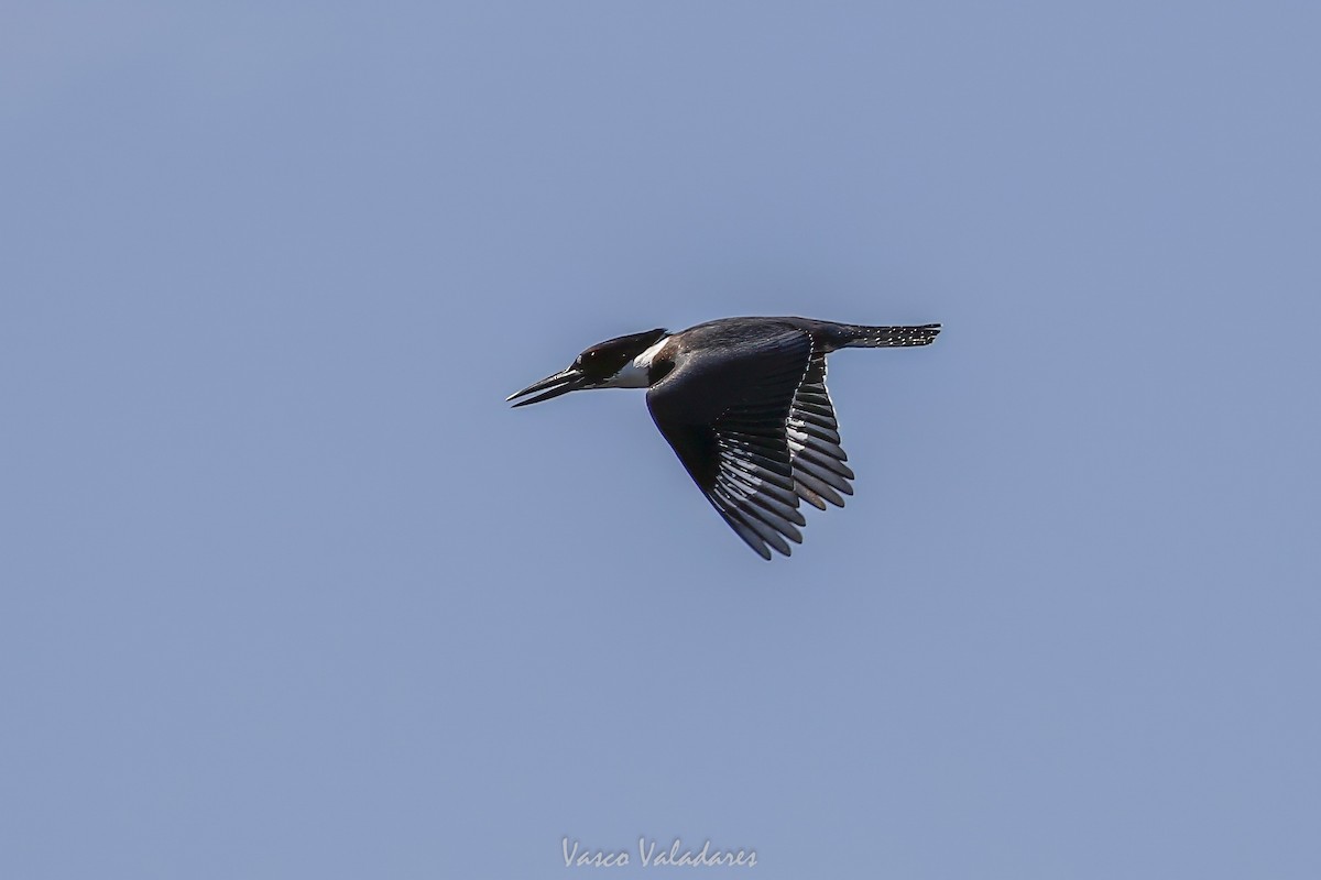 Belted Kingfisher - ML647760338