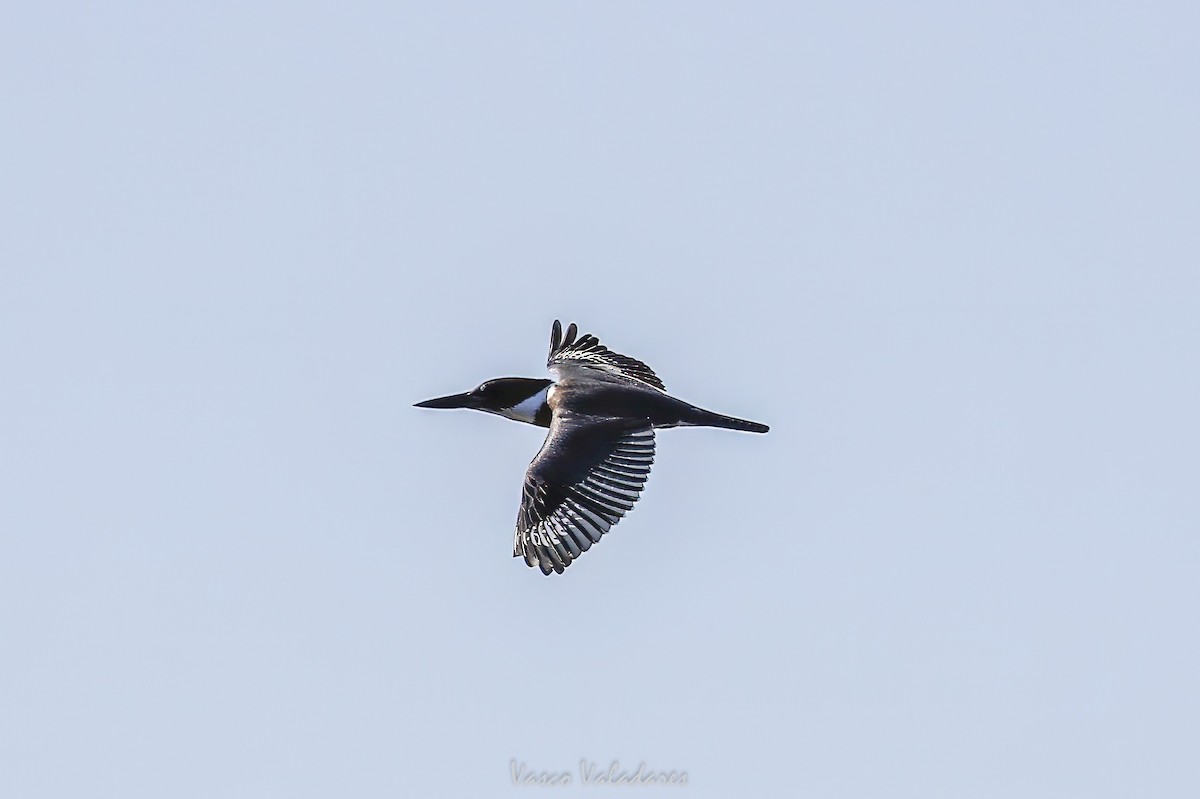 Belted Kingfisher - ML647760340
