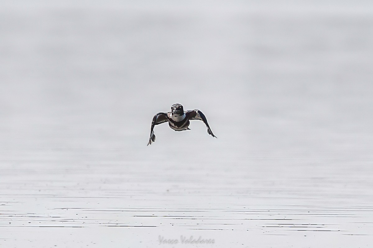 Belted Kingfisher - ML647760341