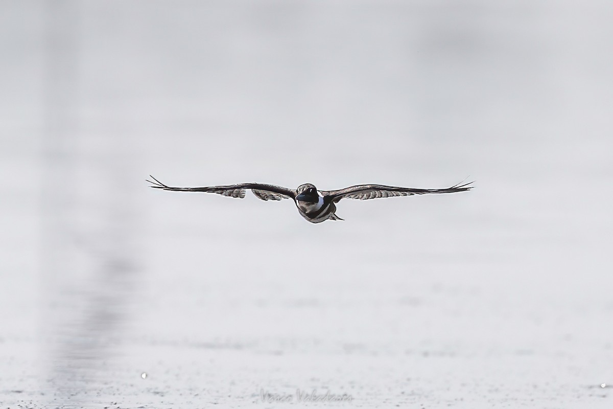 Belted Kingfisher - ML647760342