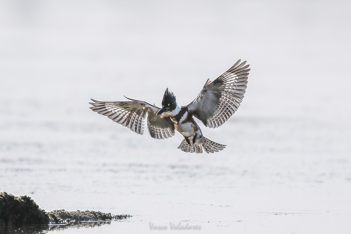 Belted Kingfisher - ML647760343