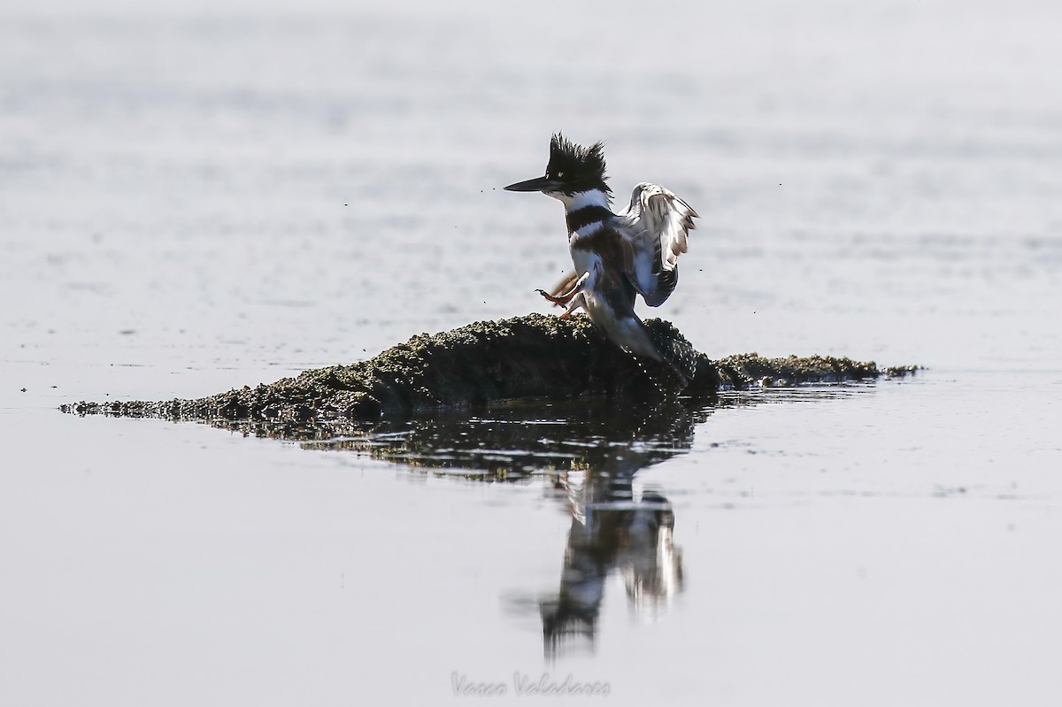 Belted Kingfisher - ML647760344