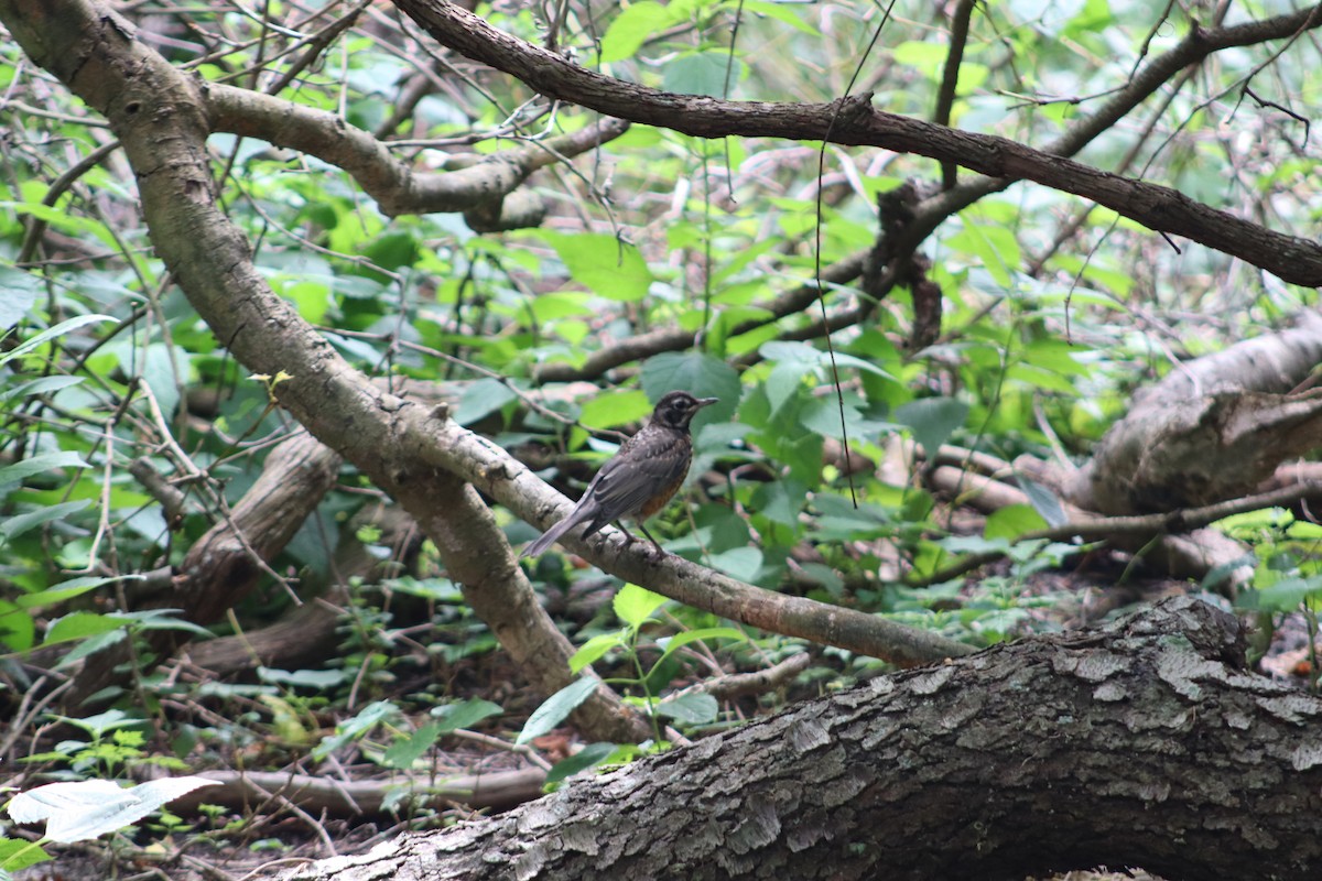 American Robin - ML647760347
