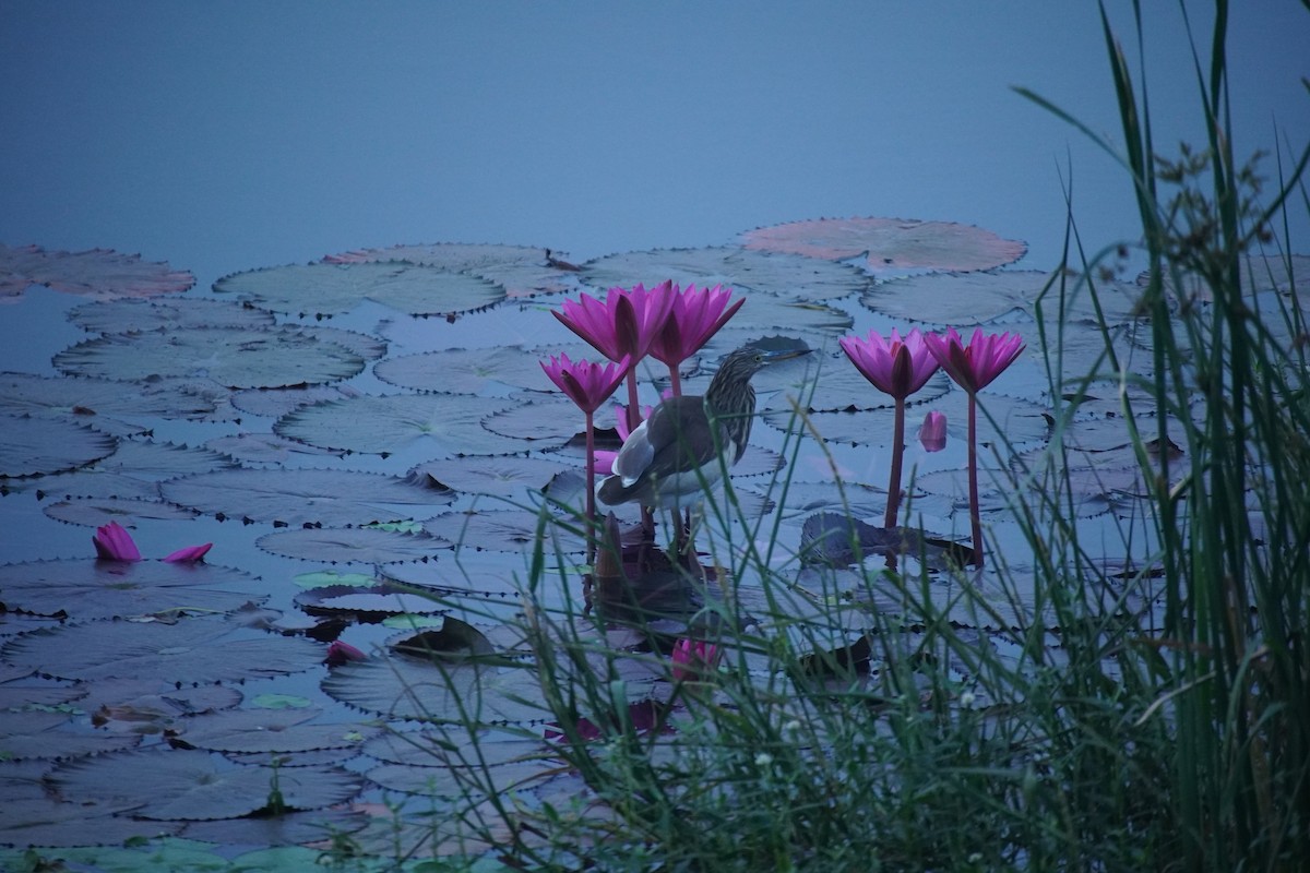 Indian Pond-Heron - ML647760432