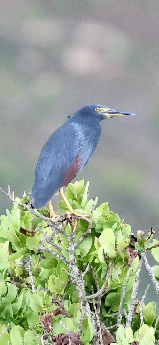 rustbukhegre - ML647760436