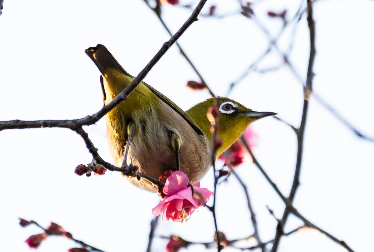 Окулярник японський - ML647760443