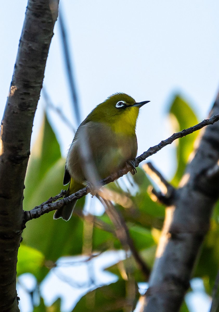 Окулярник японський - ML647760444