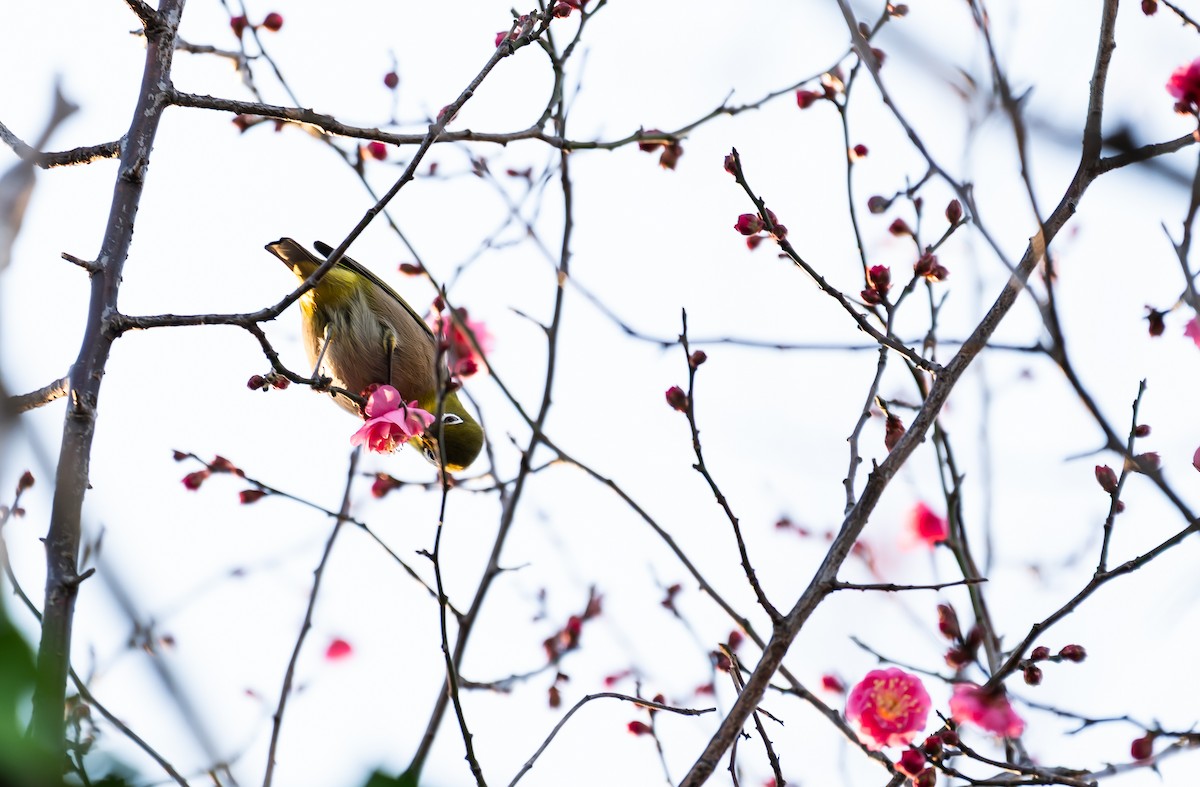 Окулярник японський - ML647760445