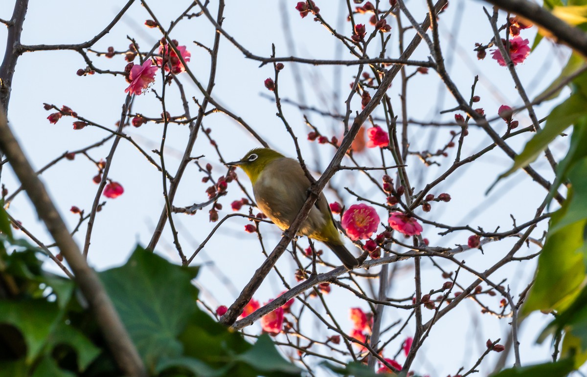 Окулярник японський - ML647760446