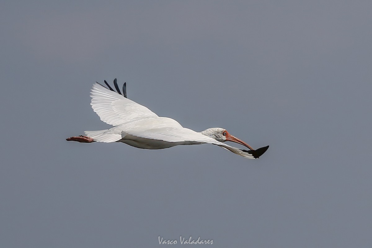 Corocoro Blanco - ML647760479