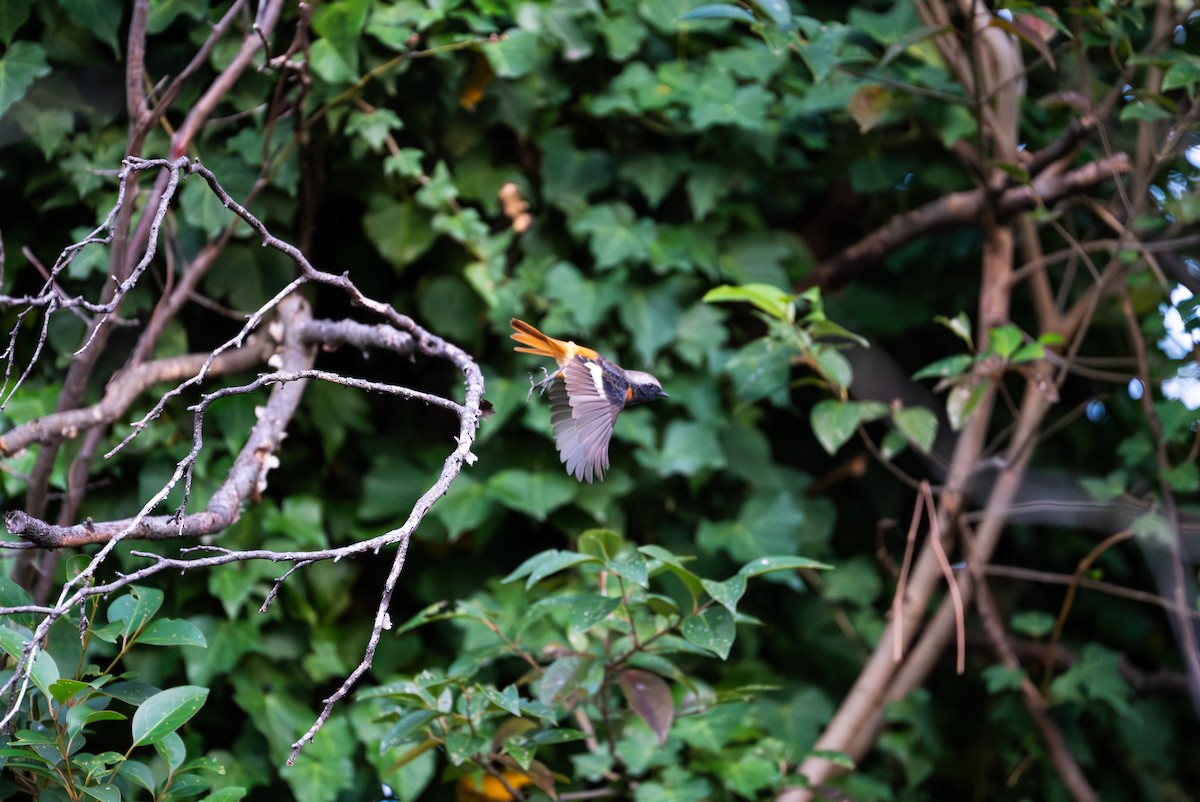 חכלילית סיבירית - ML647760543