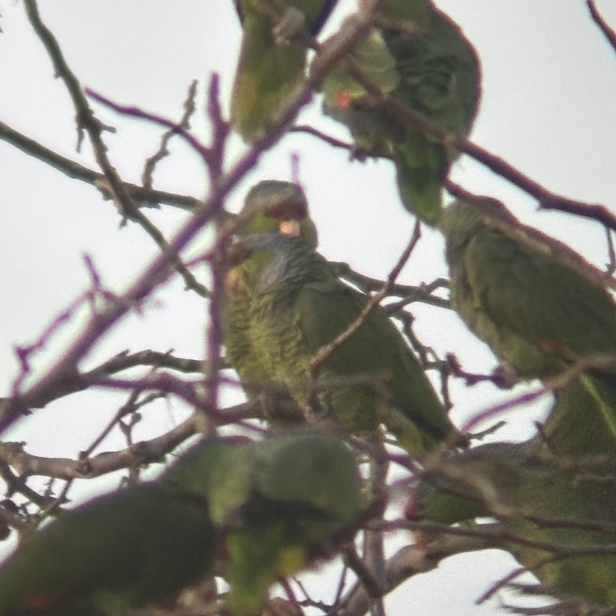 Lilac-crowned Amazon - ML647760586